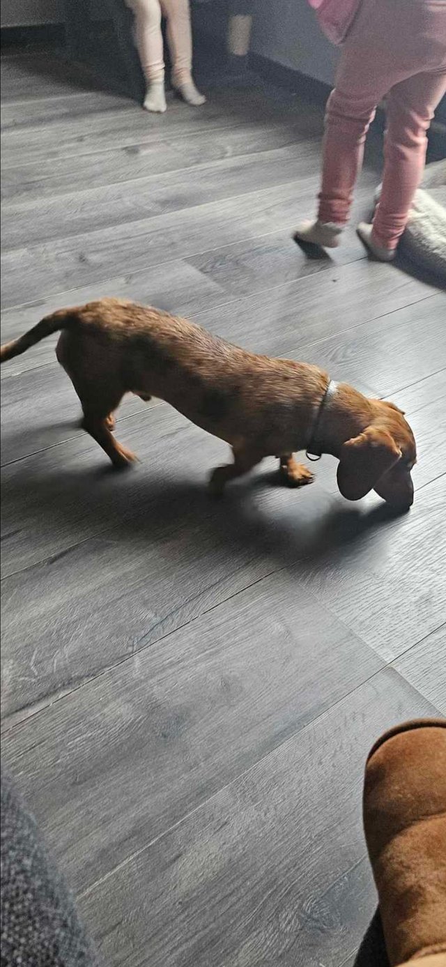 Preview of the first image of 7 month old dapple dachshund.