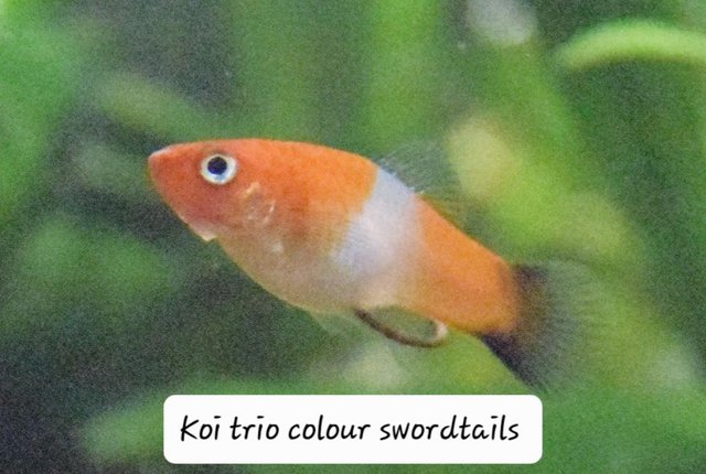 Image 3 of SALE List of tropical fish fry!!