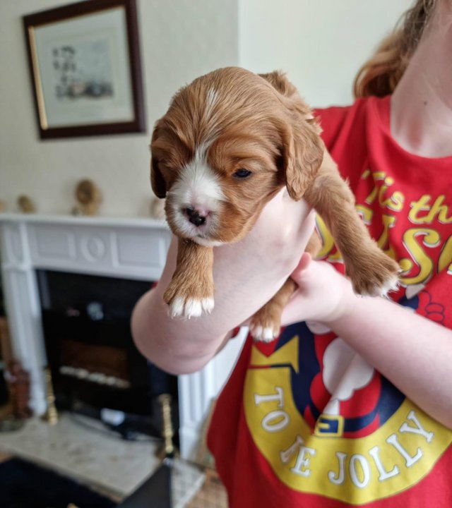 Preview of the first image of 6wks old cavalier king charles spaniel × 1 girls.