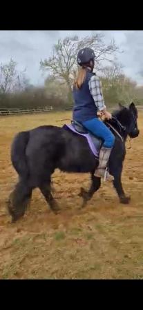 Image 2 of Adults Chunky Pony 12hh for loan