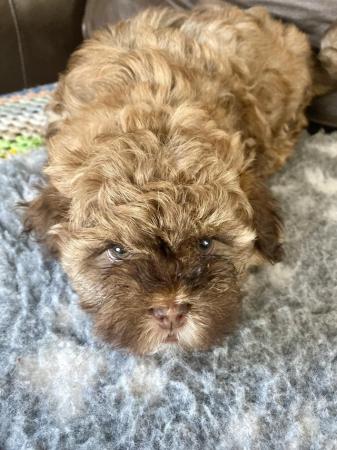 Image 7 of Beautiful shihpoo girl puppy ready now