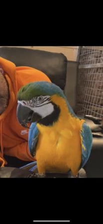 Image 9 of Female blue and gold macaw