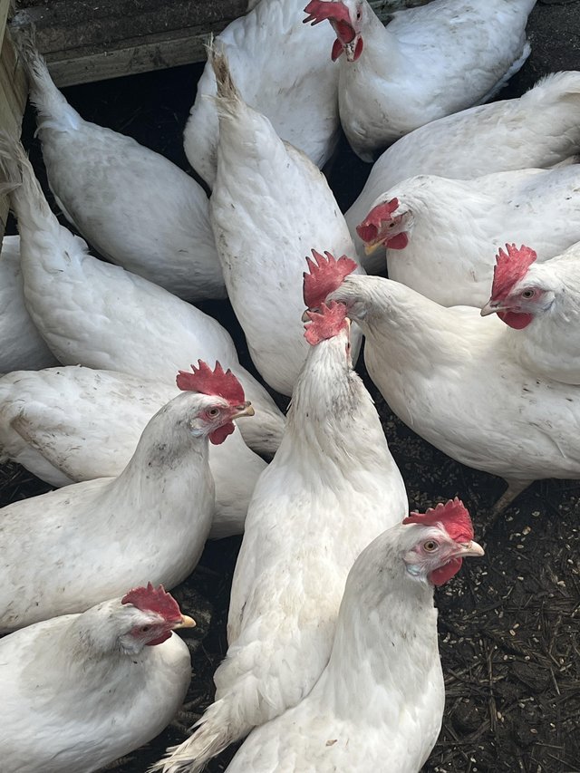 Preview of the first image of White leghorn hybrids Point of lay 24 weeks old.