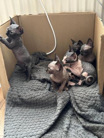 Image 1 of 5 Sphynx kittens for sale, 2 boys, 1 girl left £600 each