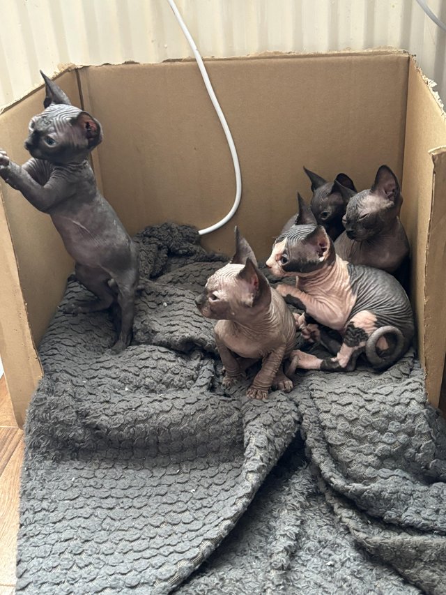 Preview of the first image of 5 Sphynx kittens for sale, 2 boys, 1 girl left £600 each.