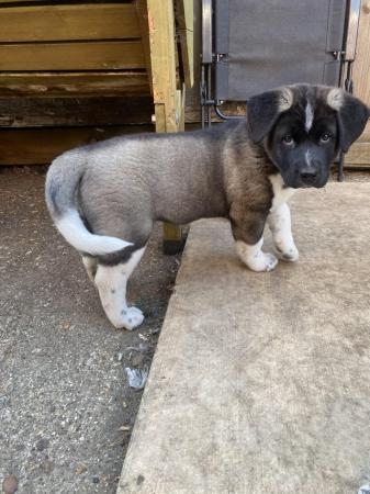 Image 10 of READY TO GO Chunky American Akita Puppies