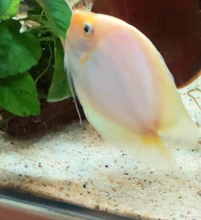 Image 2 of Pearl Diamond Discus (Male)