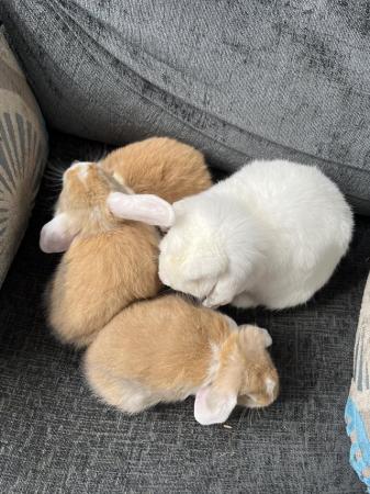 Image 1 of Mini lop bunnies 10 weeks old