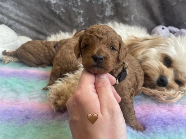 Image 1 of *DNA HEALTH TESTED* Cavapoo puppies