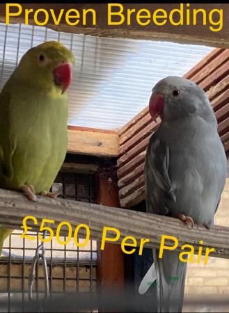 Image 6 of Young Indian ringneck for sale