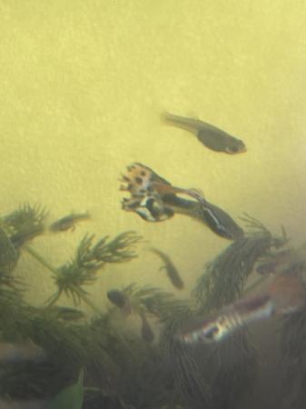 Image 1 of Guppies for sale 6 for £5