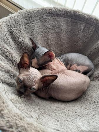 Image 12 of 2 sphynx kittens ready now for loving homes