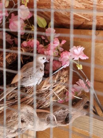 Image 3 of NOW SOLD 12 week old baby diamond dove