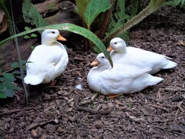Image 7 of QUALITY CALL DUCK HATCHING EGGS AVAILABLE £3 EACH