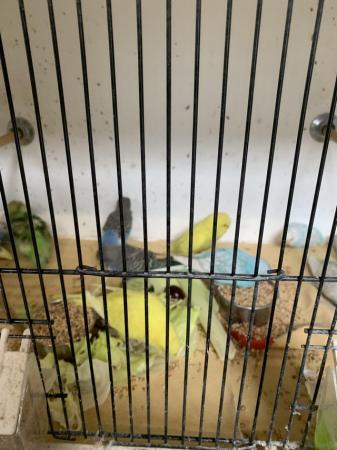 Image 6 of Baby Budgies all colours and ages