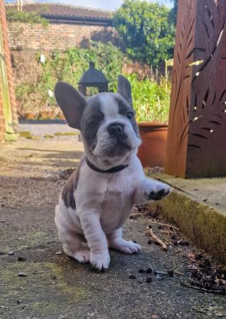 Image 4 of 8 week old french bulldog pups for sale