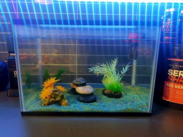 Image 2 of Small fish tank with accessories