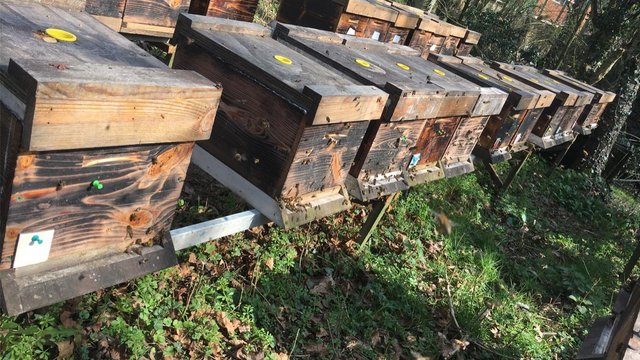 Image 1 of Overwintered Bee Nucs on five frames