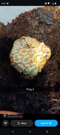 Image 1 of Various Pacman Frogs for sale