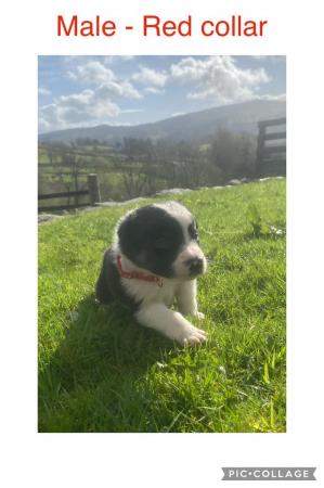 Image 6 of 7 border collie puppies for sale.will be microchiped