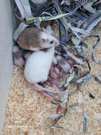 Image 1 of Multimarmates (African soft furred rats)