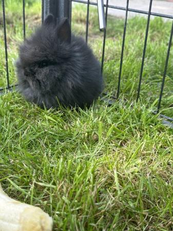 Image 8 of Pure Breed Lionhead Baby Rabbits