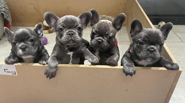 Image 22 of ***ALL SOLD*** - Stunning blue French bulldogs KC registered