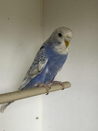 Image 2 of Gorgeous Baby Budgies ready now