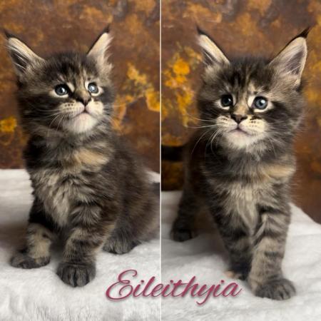 Image 10 of REDUCED, last girl XL GCCF Maine Coon kitten