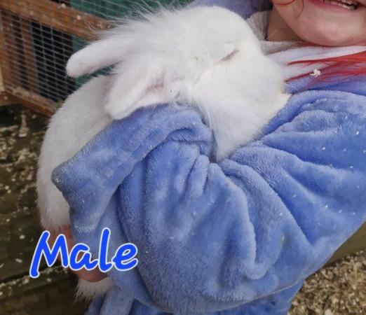 Image 19 of 1 Albino Lion-Lop Bunny For Sale