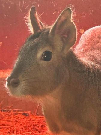 Image 4 of Patagonian Mara 2 males for sale