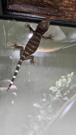 Image 4 of CB23 Tokay Geckos (Gekko gecko)