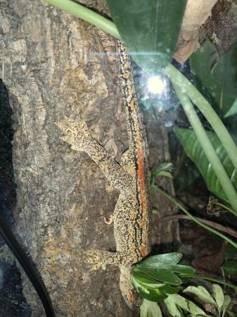 Image 6 of cb22 male gargoyle gecko