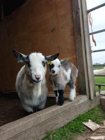 Image 3 of Beautiful pygmy goat nannie for sale.