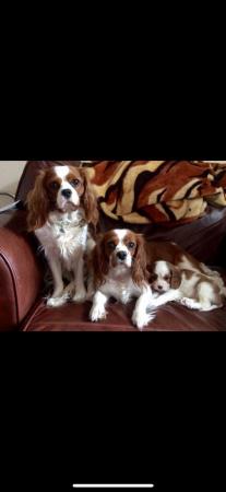Image 9 of Extensively Health Tested Cavalier King Charles Spaniel Stud