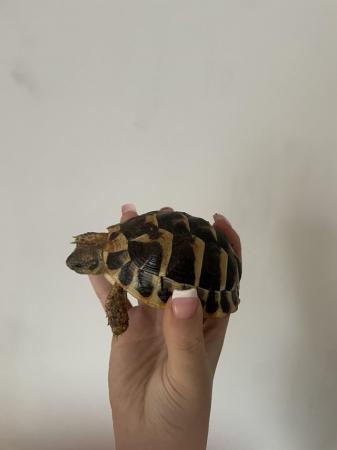 Image 2 of 2 hermann tortoises for sale around 10/11 months old