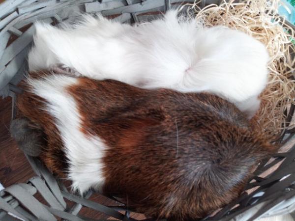 Image 2 of Mother and daughter guinea pigs available