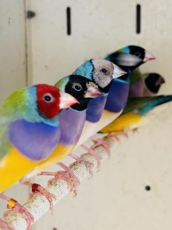 Image 5 of Gouldian finches available 2023 hatched