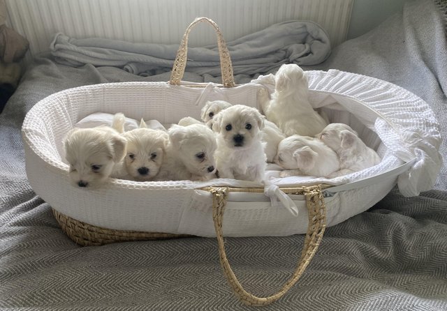 Image 4 of Pure breed small Maltese puppies