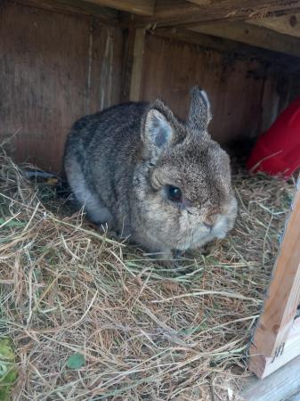 Image 3 of 12 month old agouti netherland dwarf male