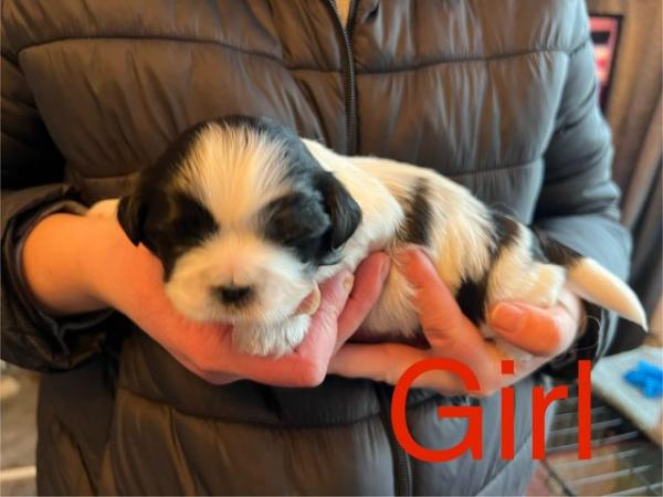 Image 5 of Beautiful litter of 4 Shih tzu puppies for sale