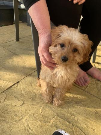 Image 4 of 4 month old male cavapoo