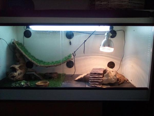 Image 2 of New Home needed for my bearded dragon