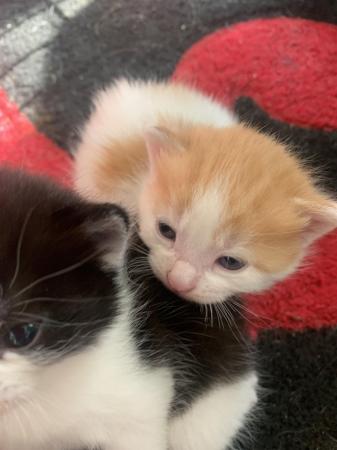 Image 10 of 2 week old kittens looking to find there forever home