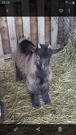 Image 2 of Pygmy Goats Very Healthy