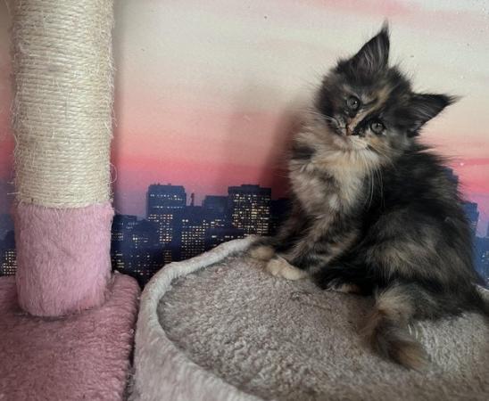 Image 7 of maine coon kittens ready for reservation