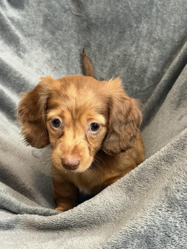 Long haired Miniature dachshund — Pets & Animals in Harlow