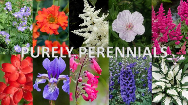 Preview of the first image of GARDEN PLANTS - perennials, some shrubs, grasses and ferns.