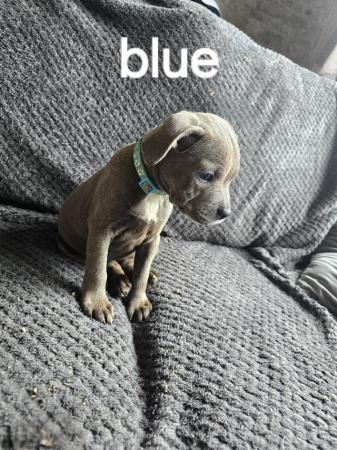 Image 7 of READY NOW... BLUE KC STAFFY PUPS