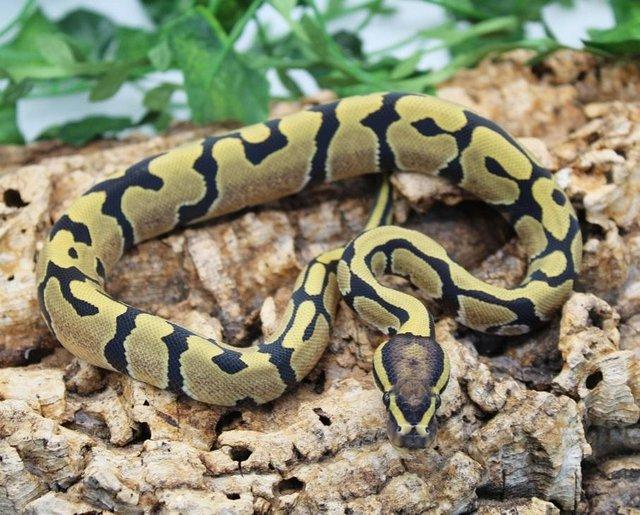 Preview of the first image of Cb23 Fire Desert Ghost Ball Python.
